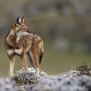Abyssinian / Ethiopian Wolf / Simien Jackal / Simien Fox - endangered. Bale Mountains - Ethiopia. 4000 m - 4300 m