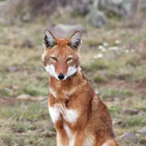Dogs (Wild) Collection: Ethiopian Wolf