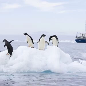 Adelie Penguin - On iceberg with cruise ship in background Paulet Island, Antarctica