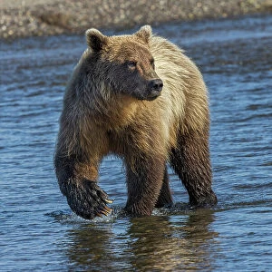 Adult grizzly bear chasing fish, Lake Clark National