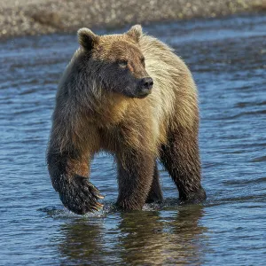 Adult grizzly bear chasing fish, Lake Clark National
