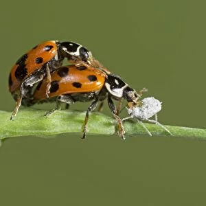 Beetles Collection: Convergent Lady Beetle