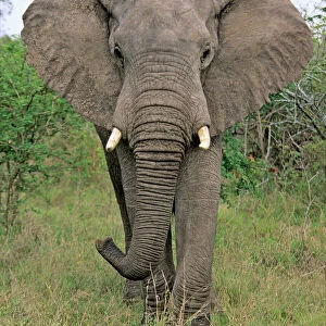 Wild Collection: Elephants