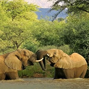 African Elephants playing two individuals fighting playfully in a river Namibia, Africa