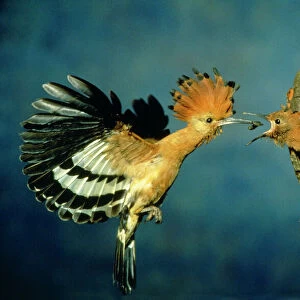 Hoopoes Collection: African Hoopoe