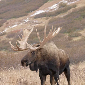 Cervidae Collection: Moose
