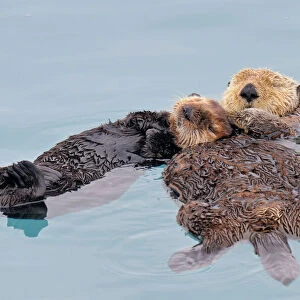 Alaskan / Northern Sea Otter - resting on water - Alaska _D3B3036