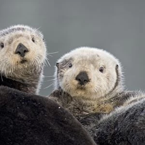 Alaskan / Northern Sea Otters - Alaska _D3B3416
