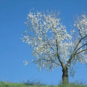 Almond Tree - in February in full blossom near the town of Alhama de Granada; province of Granada, Andalucia, Spain almond tree 275. tif