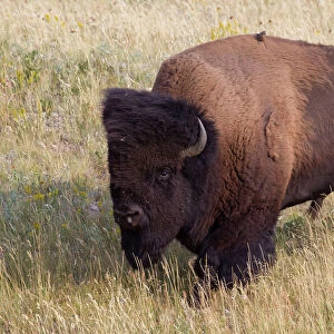 American Bison bull