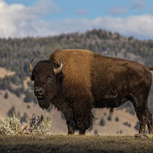 American Bison. Yellowstone National Park, Wyoming Date: 01-10-2021