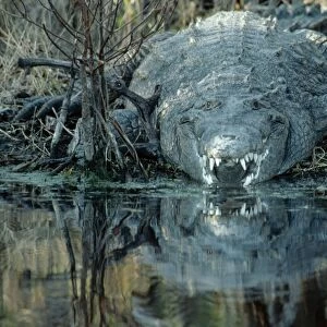American Crocodile GET 339 Sannibel Island, Florida, USA Crocodylus acutus © Geoff Trinder / ARDEA LONDON