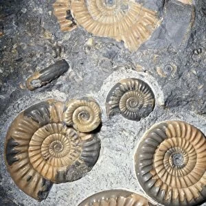 Ammonite Fossil - 186 million years, Early Jurassic UK