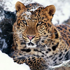 Wild Collection: Big Cats