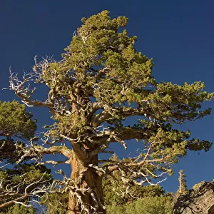 Ancient Sierra / Western Juniper - at about 10, 000 ft in the Sierra Nevada