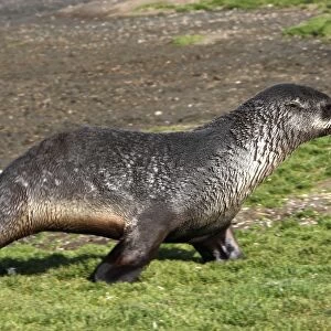 Antarctic Fur Seal - Salisbury plain - South Georgia