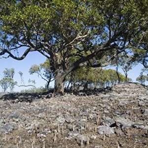 Apple Mangrove with pneumatophores Kimberley coastline near Sheep Island, Western Australia. Commonly found along the tropical northern Australian coastline. Also widespread from Africa through the Indian Ocean to the Pacific