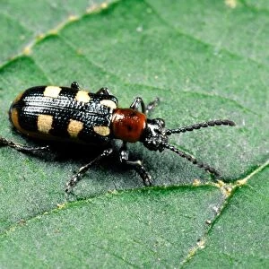 Beetles Collection: Asparagus Beetle