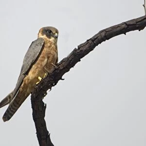Falcons Collection: Australasian Hobby