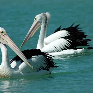 Pelicans Collection: Australian Pelican