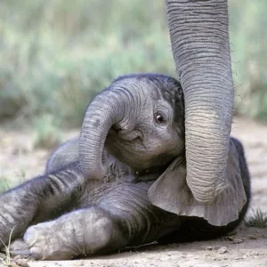 Baby Elephant Kenya