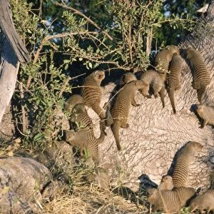 Banded Mongooses - sunbathing Mungos Mungo, Botswana, Africa