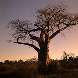 Baobab trees giant individuals in last evening light Kruger National Park, South Africa
