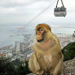 Barbary Macaque / Ape - Gibraltar - in habitat - Europe