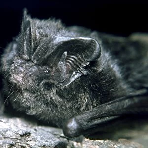 Barbastelle Bat - a rare species in Britain and Europe
