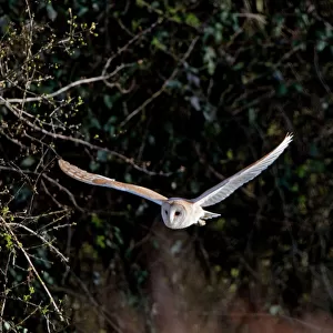 Barn Owl - Hunting in evening - Norfolk, U. K