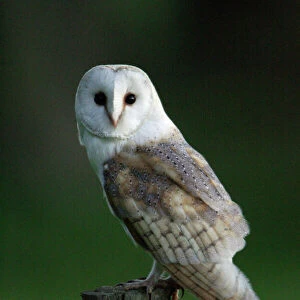 Owls Collection: Barn Owl