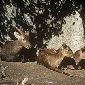 Cervidae Collection: Bawean Deer