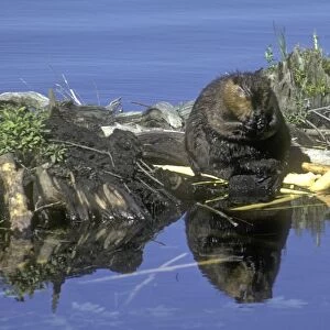 Beaver eating on feeding station. Beaver pond in central Massachusetts, USA