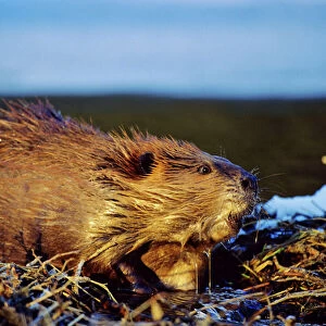 Castoridae Collection: American Beaver