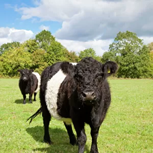 Cattle Collection: Belted Galloway