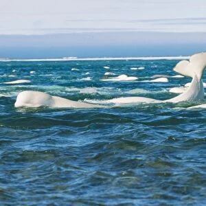 Beluga Whale DOC 162 Canadian Arctic Delphinapterus leucas © Doc White / ARDEA LONDON