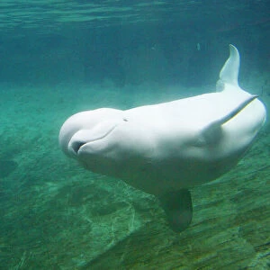Mammals Collection: Beluga Whale