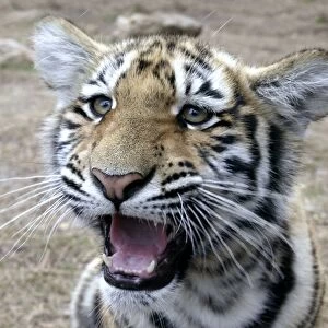 Bengal / Indian Tiger - cub close-up of face