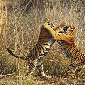 Bengal / Indian Tigers - two young play fighting Ranthambhor National Park, India