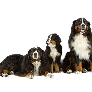 Bernese Mountain Dog - two adults with puppy. Also known as Berner Seenehund or Bouvier Bernois (French)