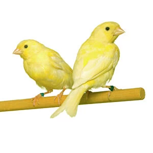 Finches Collection: Domestic Canary