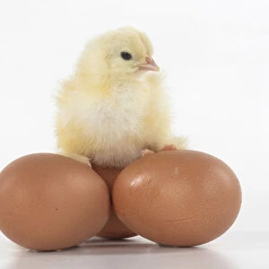 BIRD, one day old chick, chicken, sitting on eggs, on white background, studio