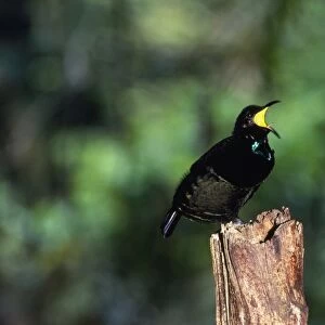 Bird of Paradise / Victorial Riflebird - male calling Queensland Australia