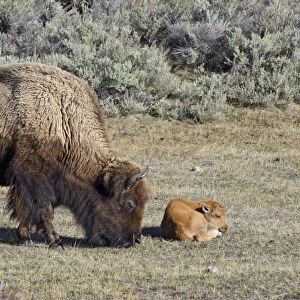 Bison - cow with young calf May - Yellowstone National Park - Western U. S. _E7A3141