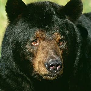Black Bear TOM 86 Adult male, Minnesota USA. Ursus americanus © Tom & Pat Leeson / ARDEA LONDON