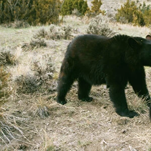Black Bear WAT 4181 Parent & young Ursus americanus © M. Watson / ARDEA LONDON