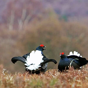 Black Grouse - Two cocks facing up on lek -Scotland Uk