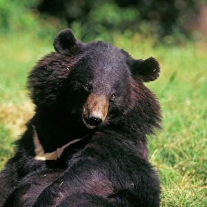 Ursidae Collection: Asiatic Black Bear