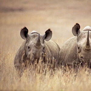 Black / Hooked-lipped Rhinoceros - two in long grass Kenya, Africa