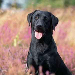 Black Labrador Dog